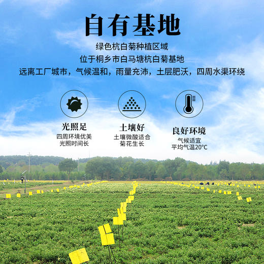 方罐装  三百年留香正宗桐乡胎菊特级正品头采杭白菊花蕾花草茶青花纹罐装50g*2罐 商品图1