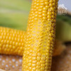 生态玉米 | 合作生产 *   Ecological corn | Coproduction 商品缩略图4