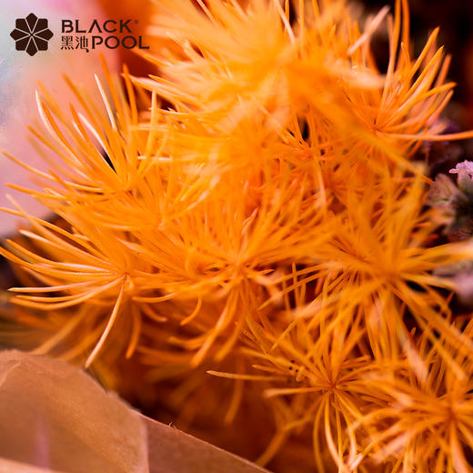 （限深圳福田）【狮子座·永生守护花（高25cm）】愿星河长明，星途璀璨。橙色永生花玫瑰/绣球/蓬莱松/水晶草/太阳/白色球 商品图4