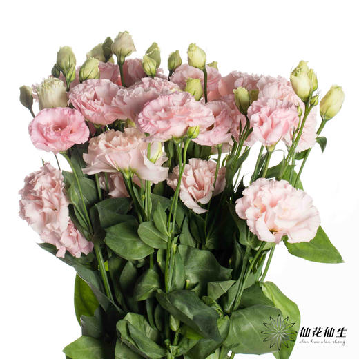 洋桔梗 | 杏粉 商品图3