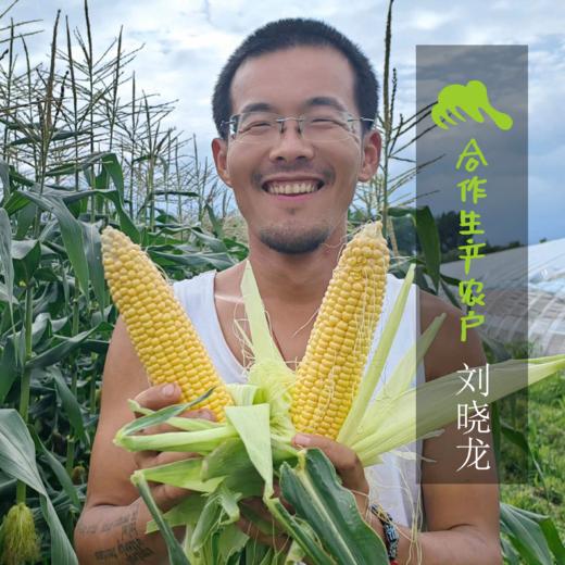 生态玉米 | 合作生产 *   Ecological corn | Coproduction 商品图1