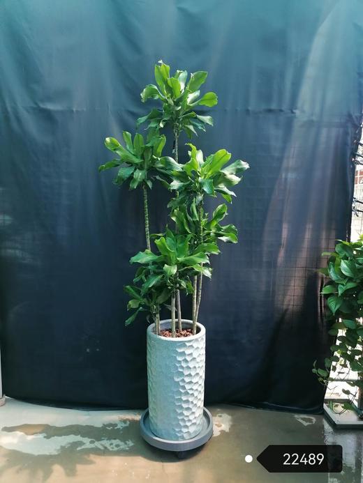 罗纹铁 商品图0