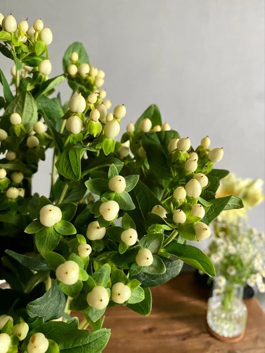 【周四秒杀】清凉白色相思豆一把39.8元 商品图1