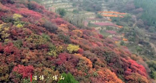 山东·齐鲁秋色摄影团9天——山东沂蒙山、潍坊石门坊红叶、淄博红叶柿岩景区、东营黄河湿地、济南红叶谷、青岛秋韵 商品图6