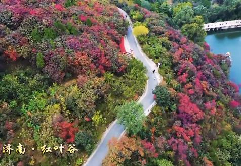 山东·齐鲁秋色摄影团9天——山东沂蒙山、潍坊石门坊红叶、淄博红叶柿岩景区、东营黄河湿地、济南红叶谷、青岛秋韵 商品图3