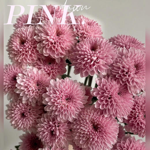 随机小菊（5支） 商品图3