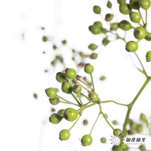 配果 ｜ 山归来绿秋色 商品图3