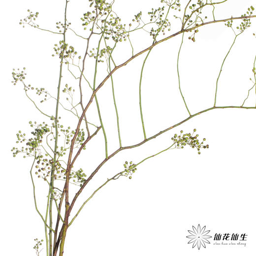 配果 ｜ 山归来绿秋色 商品图8