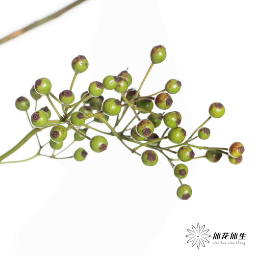 配果 ｜ 山归来绿秋色 商品图7