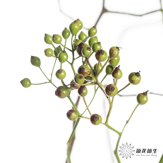 配果 ｜ 山归来绿秋色 商品图2