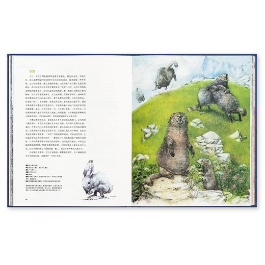 《荒野居民》宛如童话王国的野生动物图鉴 读小库 5-100岁 自然绘本 博物百科 商品图2