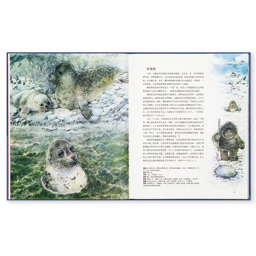 《荒野居民》宛如童话王国的野生动物图鉴 读小库 5-100岁 自然绘本 博物百科 商品图1