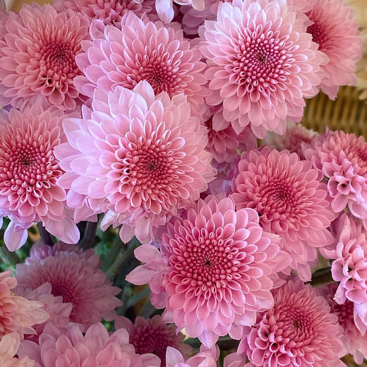 随机小菊（5支） 商品图4