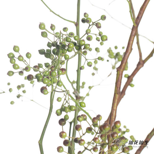 配果 ｜ 山归来绿秋色 商品图5