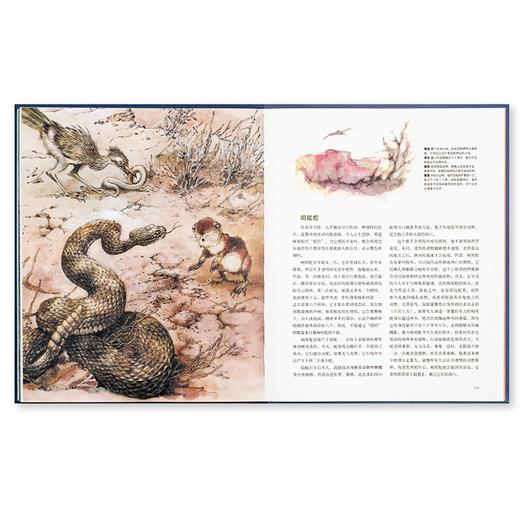 《荒野居民》宛如童话王国的野生动物图鉴 读小库 5-100岁 自然绘本 博物百科 商品图4