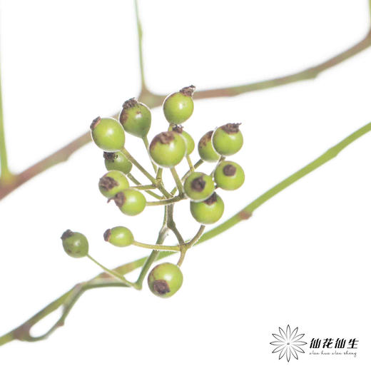 配果 ｜ 山归来绿秋色 商品图0