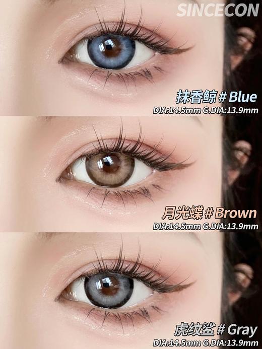 sincecon 日抛 虎纹鲨 直径14.5mm着色13.9mm 商品图13