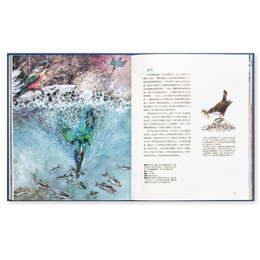 《荒野居民》宛如童话王国的野生动物图鉴 读小库 5-100岁 自然绘本 博物百科 商品图3