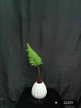 白圆锥盆-彩虹蕨
