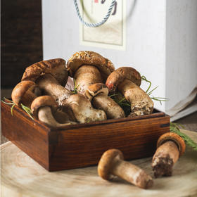 野生美味牛肝菌 Porcinis