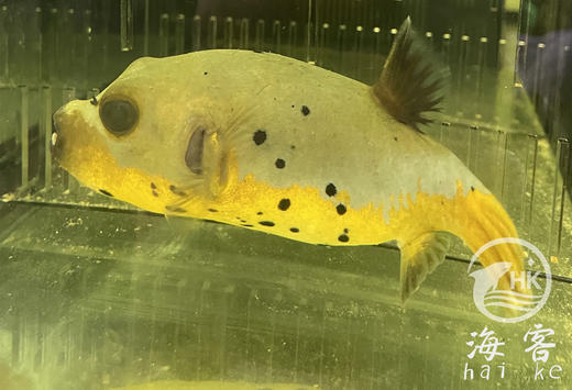 黄肚狗头 商品图1