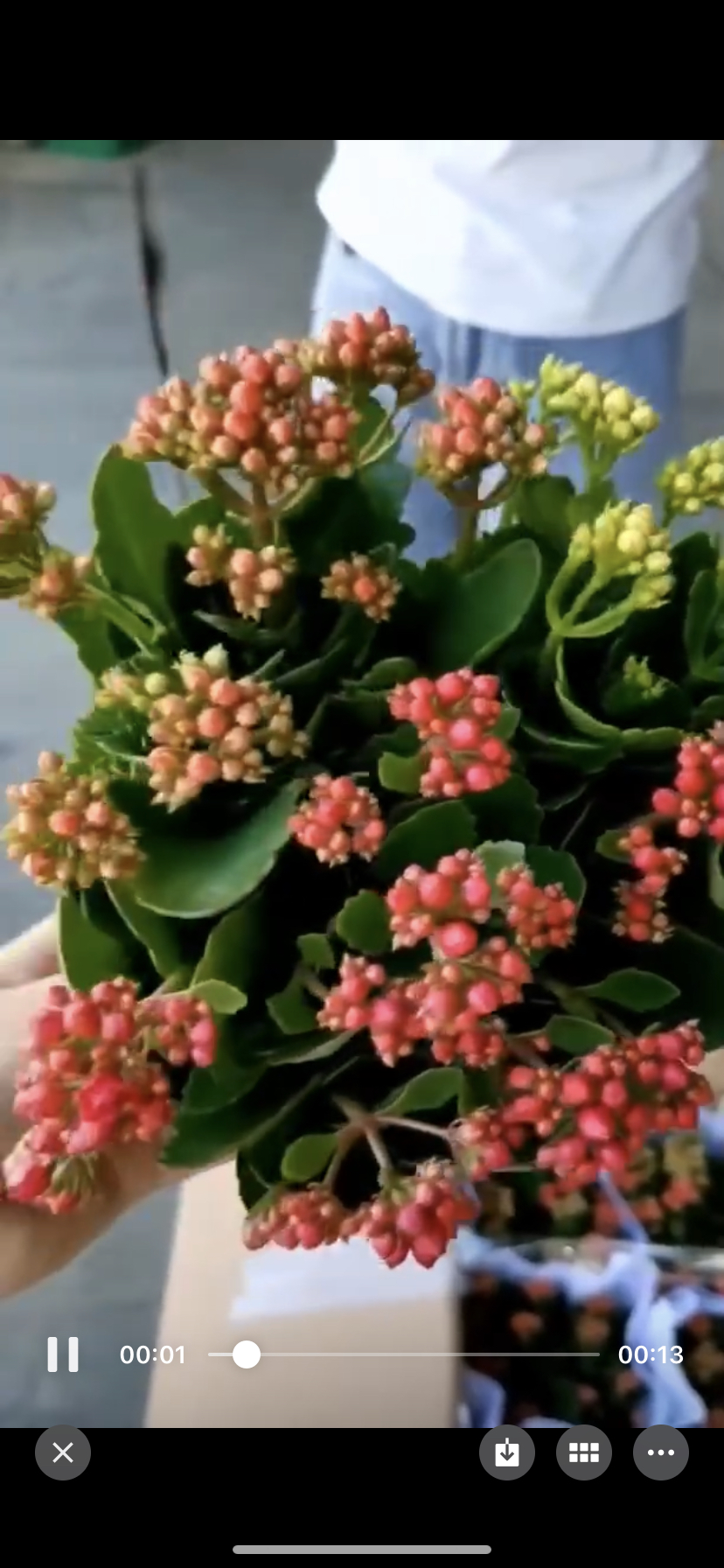 160盆三色长寿花,花期长.预售,明天到货