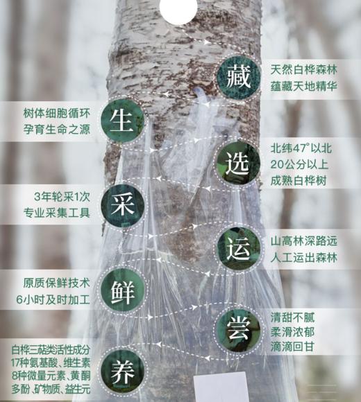 【12倍浓缩头茬桦树汁】2025年新汁，麦麦定制版，对身体不适，有着多种调理效果！具体详见群内介绍！礼盒装一份8瓶*2盒共16瓶！家庭装一箱32瓶！ 商品图1