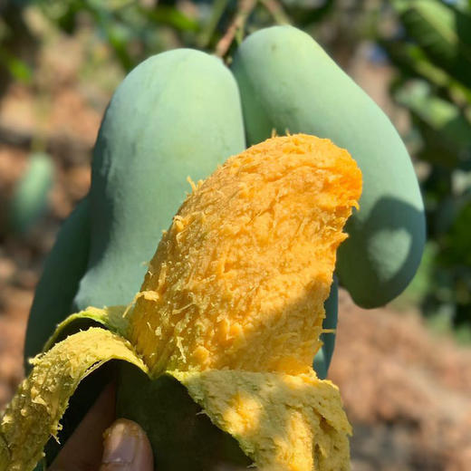 广西田东桂七芒果 5斤/8斤 中果/大果 彩箱装/礼盒装 商品图3