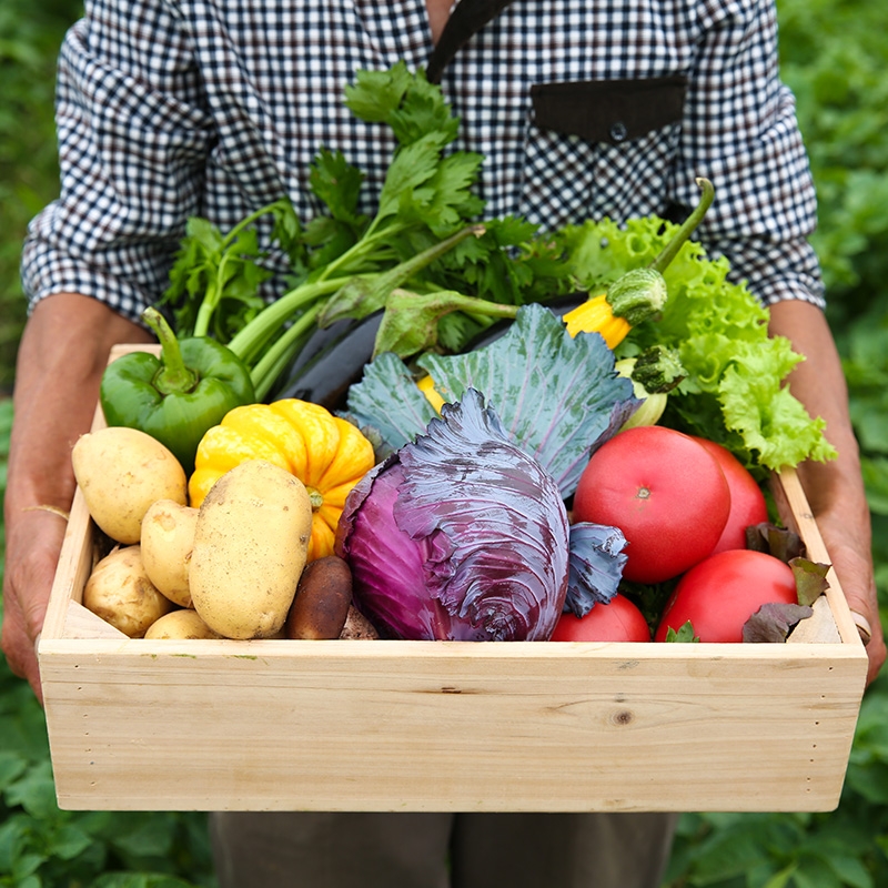 有机蔬菜箱 | 3斤/5斤/7斤 现摘现发农场直发 宅配 当季时蔬 旭耕