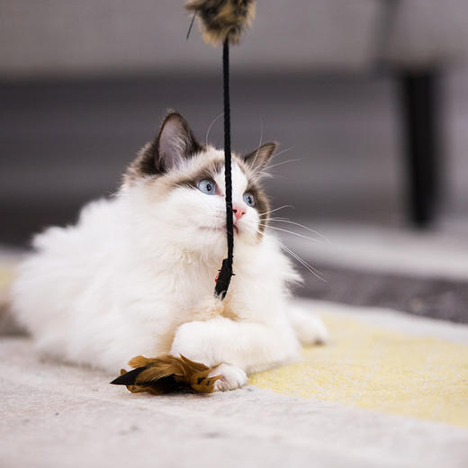 GiGwi贵为猫玩具自嗨逗猫棒神器羽毛耐咬养猫幼猫宠物小猫咪用品 商品图3