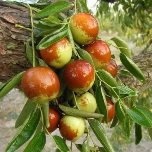 山西临猗冬枣（云南） 商品图2