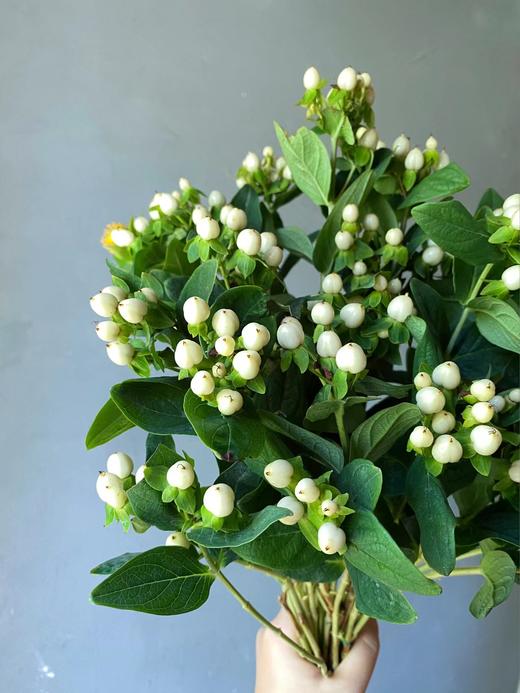 【周四秒杀】清凉白色相思豆一把39.8元 商品图0