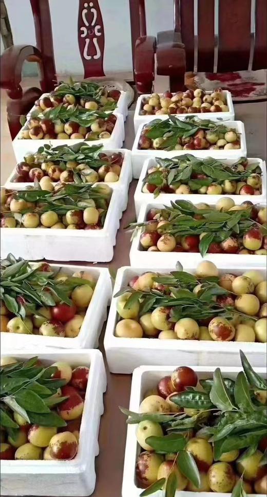 山西临猗冬枣（云南） 商品图1