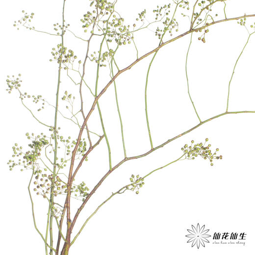 配果 ｜ 山归来绿秋色 商品图4