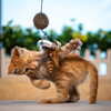 GiGwi贵为猫玩具自嗨逗猫棒神器羽毛耐咬养猫幼猫宠物小猫咪用品 商品缩略图2