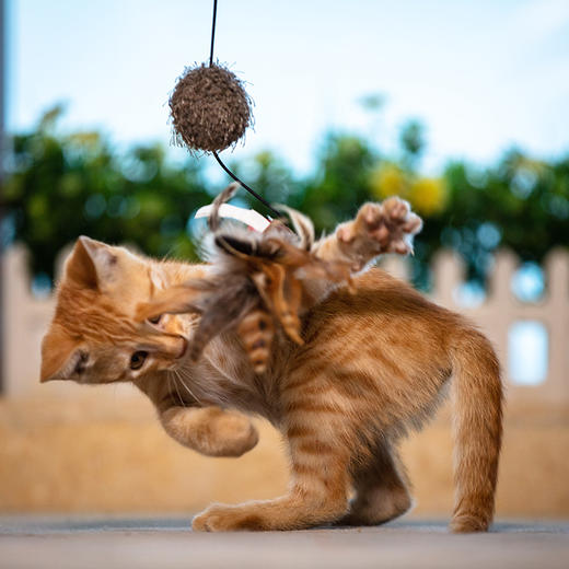 GiGwi贵为猫玩具自嗨逗猫棒神器羽毛耐咬养猫幼猫宠物小猫咪用品 商品图2