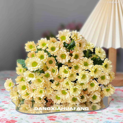 随机小菊（5支） 商品图1