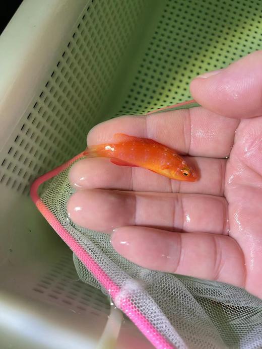 岩浆仙女龙 商品图5