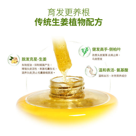 琴叶生姜洗发水护发 商品图3