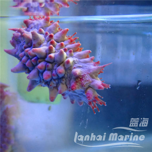 红海参 商品图2