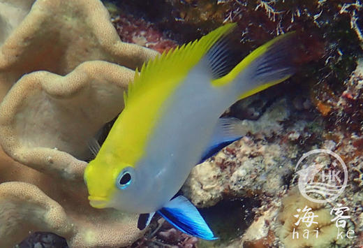 双色么 商品图1