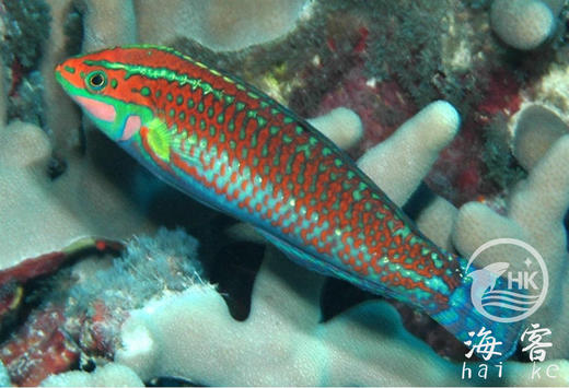 圣诞龙 商品图2