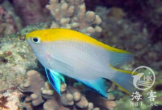 双色么 商品图2