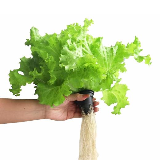 绿沃川 生菜350g   商品图0