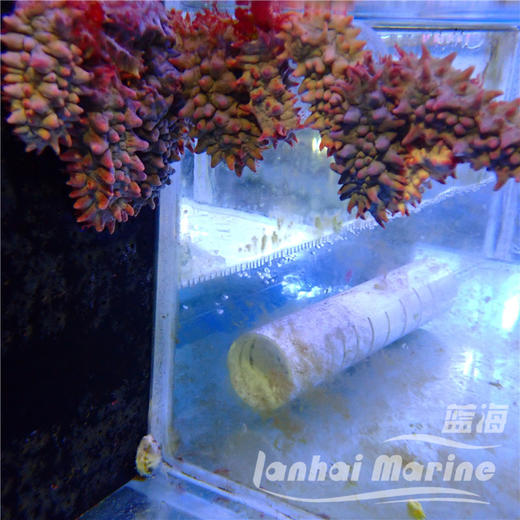 红海参 商品图6