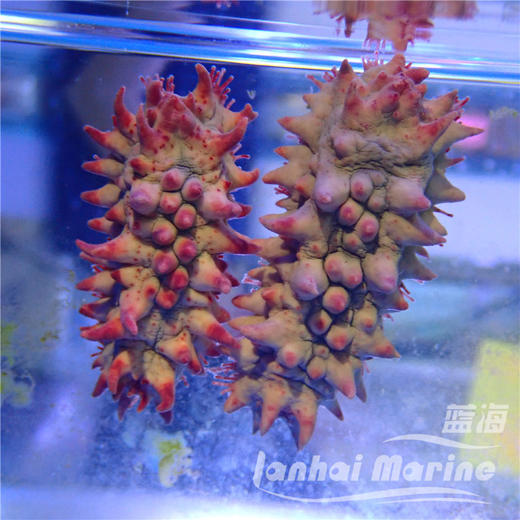 红海参 商品图1