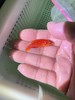 岩浆仙女龙 商品缩略图7