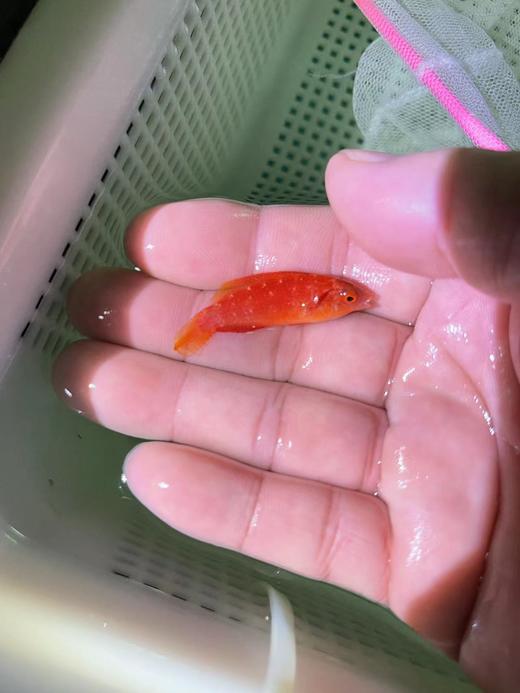 岩浆仙女龙 商品图7