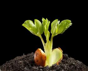 从一颗种子说起……