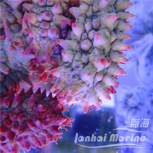 红海参 商品图5
